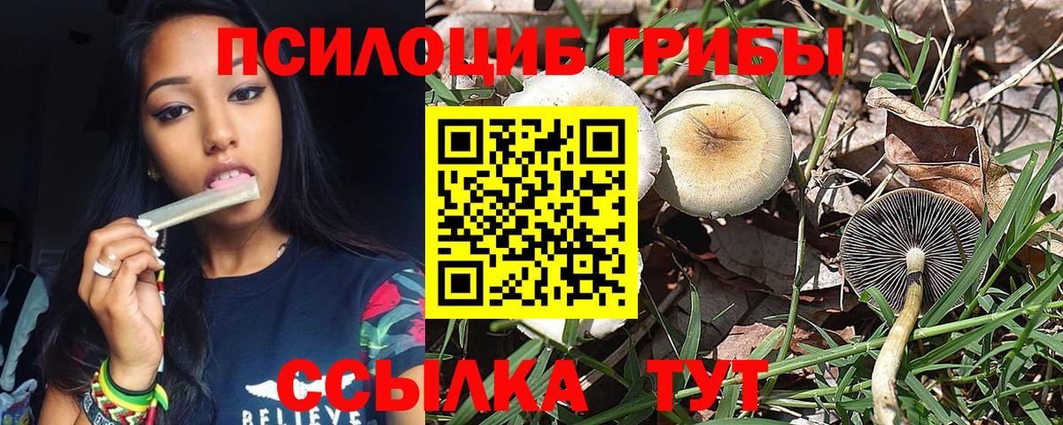 Псилоцибиновые грибы Psilocybine cubensis Заволжье